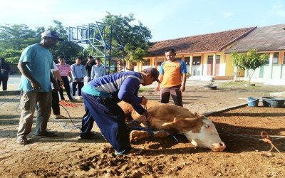 Belajar Berkurban Sambil Berbagi, MAN 1 Karawang Potong Sapi Kurban untuk Edukasi Siswa dan Warga
